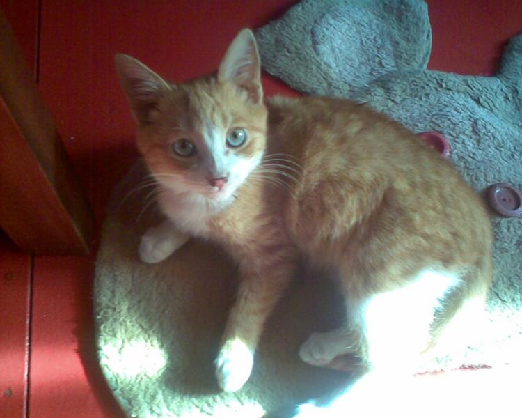 Кот Мотя