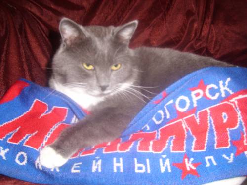 Мой кот